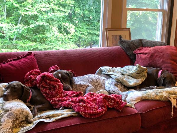 /Images/uploads/Southeast German Shorthaired Pointer Rescue/segspcalendarcontest2018/entries/9060thumb.jpg